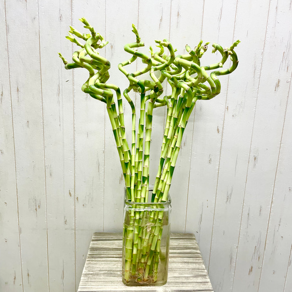 スパイラルバンブー　ミリオンバンブー　60cm 20本 1枚目の画像