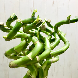 スパイラルバンブー　ミリオンバンブー　60cm 20本 6枚目の画像