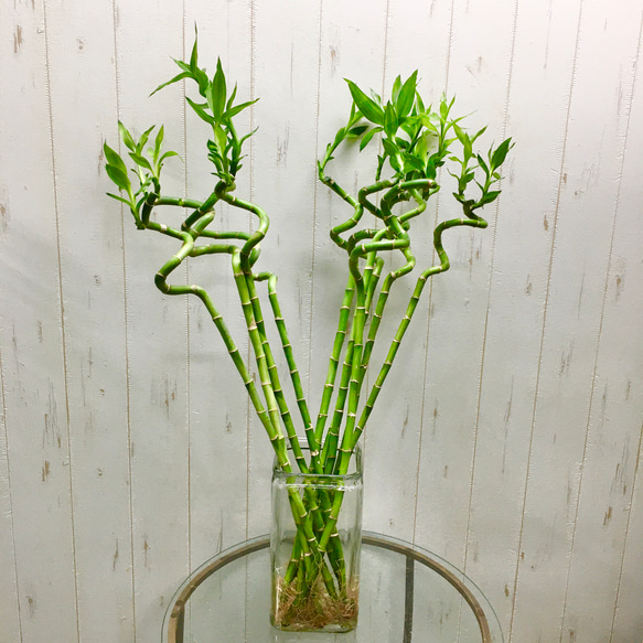 スパイラルバンブー　ミリオンバンブー　60cm 20本 11枚目の画像