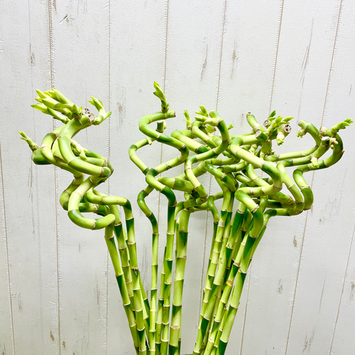 スパイラルバンブー ミリオンバンブー 60cm 20本 その他インテリア雑貨