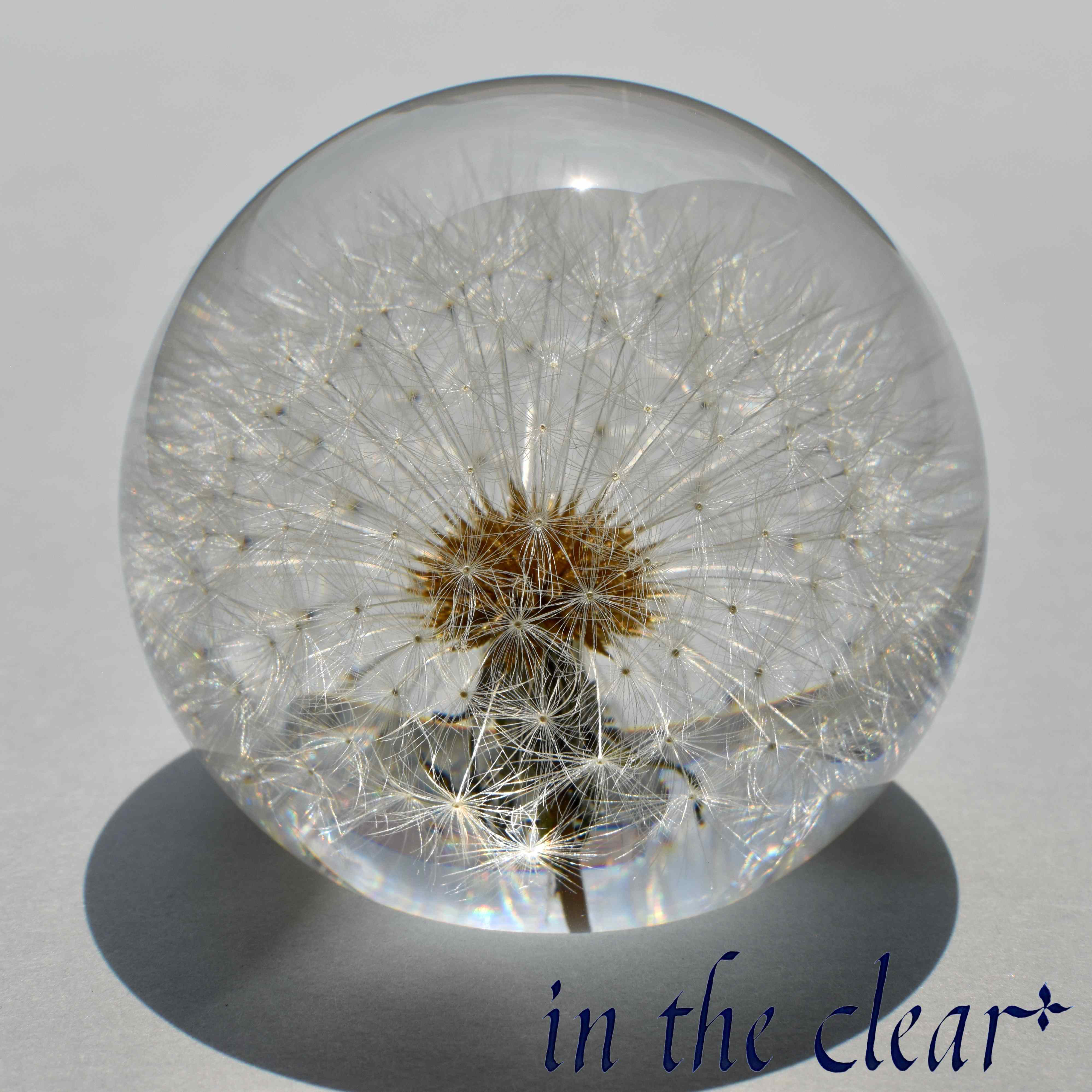 植物標本　たんぽぽ綿毛　レジン　６センチ球体