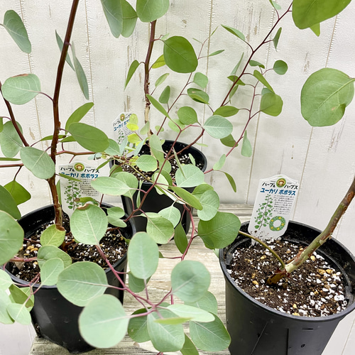 ユーカリポポラス 鉢 セット