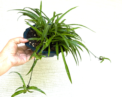 アオオリヅルラン 子株 抜き苗 20株相当 286c8c4bf9e86f95f392f23d2d5e65