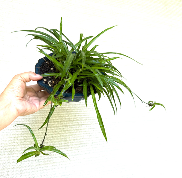 爽やか✨アオオリヅルラン⭐️大株⭐️spider plant child⭐️セット