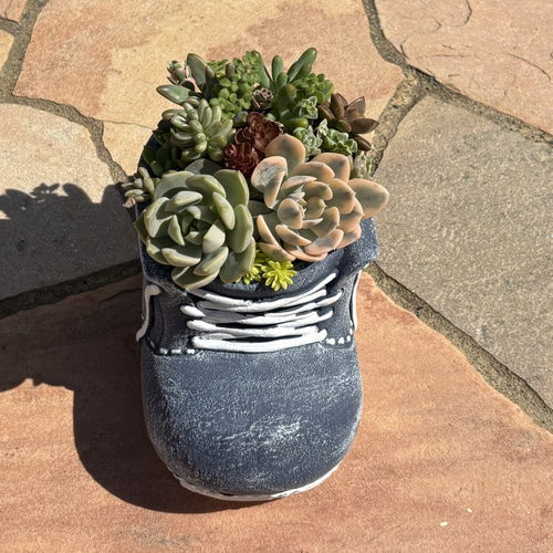 4️⃣多肉植物 寄せ植え そのまま飾れる٩(ˊᗜˋ*)و♪﻿陶器鉢 多肉植物 寄せ植え そのまま飾れる٩(ˊᗜˋ*)و♪﻿靴型陶器鉢ブルーL