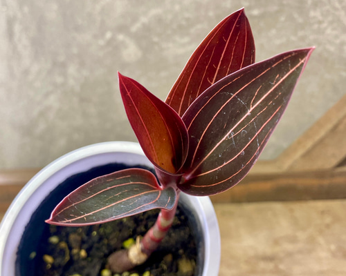 ジュエルオーキッド ルディシア ディスカラー ホンコンシュスラン