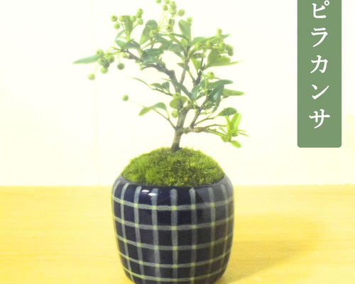 POTOCO ピラカンサ ピラカンサス 観葉植物陶器鉢 盆栽 豆盆栽 小品盆栽