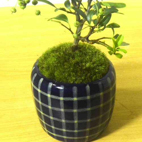 ピラカンサス盆栽 青い陶器鉢付き POTOCO ピラカンサス ピラカンサ観葉植物 植物 陶器鉢 盆栽 小品盆栽