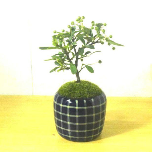POTOCO ピラカンサ ピラカンサス 観葉植物陶器鉢 盆栽 豆盆栽 小品盆栽