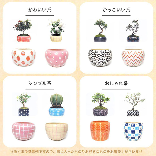 POTOCO ピラカンサ ピラカンサス 観葉植物陶器鉢 盆栽 豆盆栽 小品盆栽