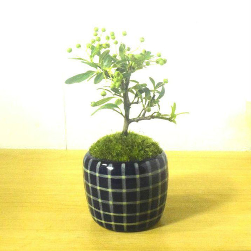 ピラカンサス盆栽 青い陶器鉢付き POTOCO ピラカンサ ピラカンサス 観葉植物陶器鉢 盆栽 豆盆栽 小品盆栽