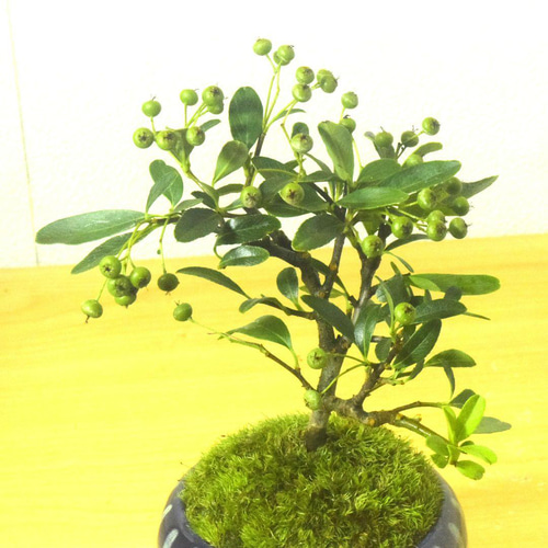 POTOCO ピラカンサ ピラカンサス 観葉植物陶器鉢 盆栽 豆盆栽 小品盆栽