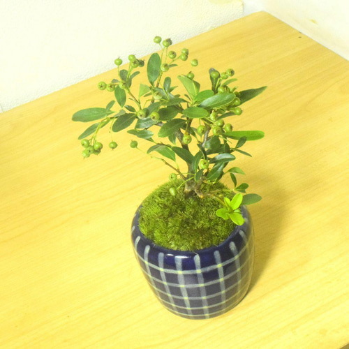 ピラカンサス盆栽 青い陶器鉢付き POTOCO ピラカンサ ピラカンサス 観葉植物陶器鉢 盆栽 豆盆栽 小品盆栽