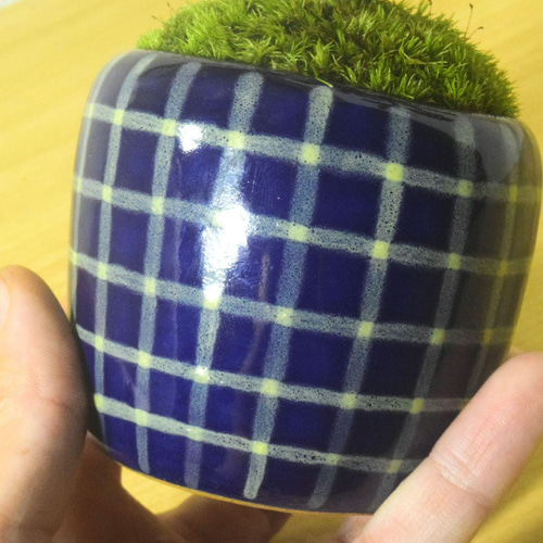 ピラカンサス盆栽 青い陶器鉢付き POTOCO ピラカンサ ピラカンサス 観葉植物陶器鉢 盆栽 豆盆栽 小品盆栽