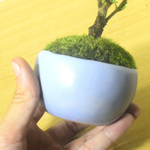 POTOCO クチナシ 観葉植物 赤 陶器鉢 盆栽 豆盆栽 小品盆栽 植物 盆栽