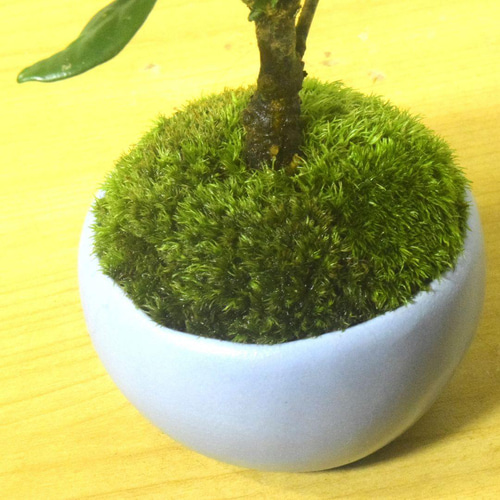 POTOCO クチナシ 観葉植物 赤 陶器鉢 盆栽 豆盆栽 小品盆栽 植物 盆栽