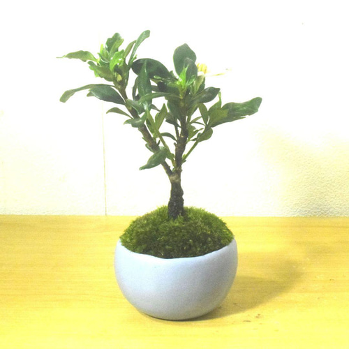 POTOCO クチナシ 観葉植物 赤 陶器鉢 盆栽 豆盆栽 小品盆栽 植物 盆栽