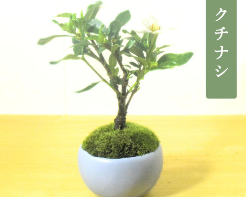 盆栽鉢 ミニ盆栽 鉢 豆盆栽 骨董品 陶芸品 四角 Yahoo!オークション - 【 197】豆鉢 ミニ盆栽鉢 陶翠 四角5