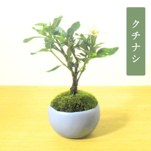 POTOCO クチナシ 観葉植物 赤 陶器鉢 盆栽 豆盆栽 小品盆栽 植物