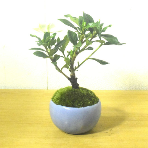 POTOCO クチナシ 観葉植物 赤 陶器鉢 盆栽 豆盆栽 小品盆栽 植物 盆栽