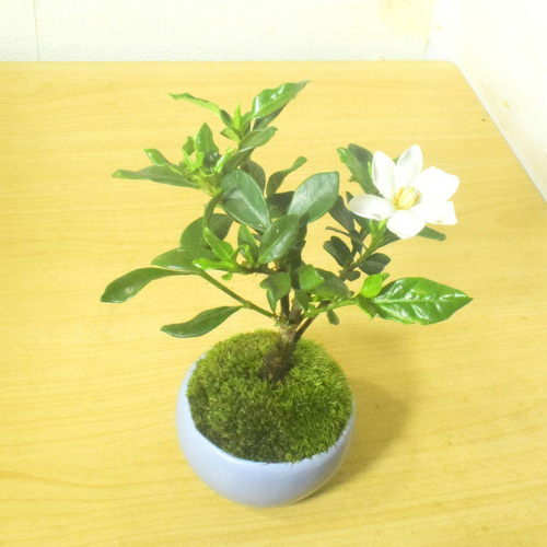 POTOCO クチナシ 観葉植物 赤 陶器鉢 盆栽 豆盆栽 小品盆栽 植物 盆栽