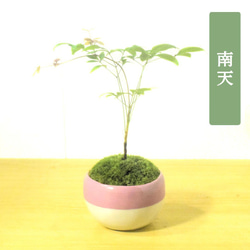 町直 伊豆廃窯記念 小鉢 盆栽鉢 町直 伊豆廃窯記念 小鉢 盆栽鉢 町直 伊豆廃窯記念 小鉢