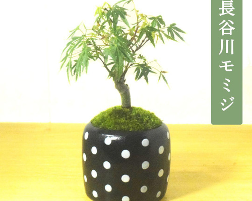 POTOCO モミジ 紅葉 観葉植物 陶器鉢 盆栽 豆盆栽 小品盆栽 ミニ盆栽