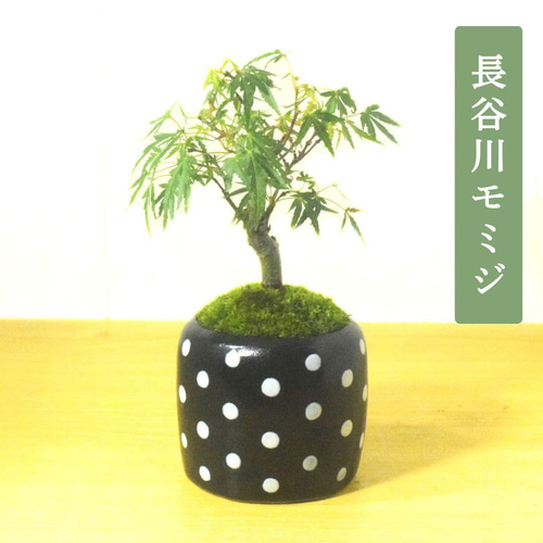 POTOCO モミジ 紅葉 観葉植物 陶器鉢 盆栽 豆盆栽 小品盆栽 ミニ盆栽