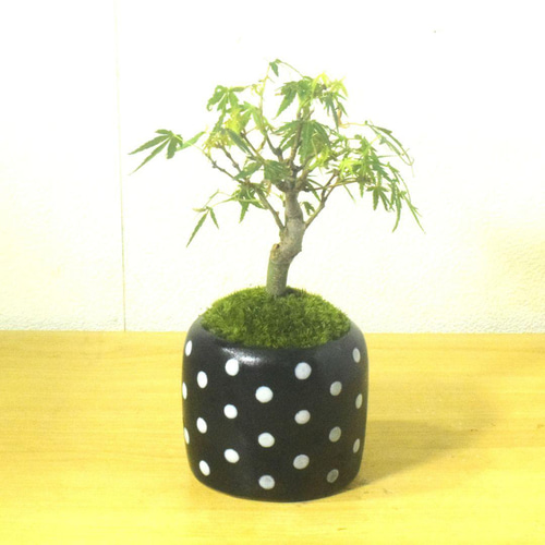 POTOCO モミジ 紅葉 観葉植物 陶器鉢 盆栽 豆盆栽 小品盆栽 ミニ盆栽