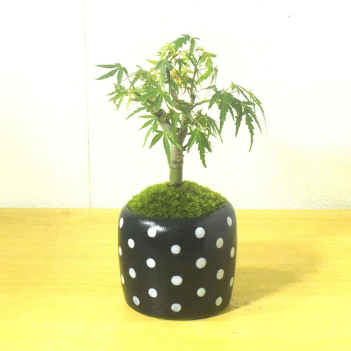POTOCO モミジ 紅葉 観葉植物 陶器鉢 盆栽 豆盆栽 小品盆栽 ミニ盆栽