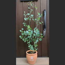 Sale☆ プンゲンストウヒ ホプシー ポット苗 鉢植え 新緑 美形