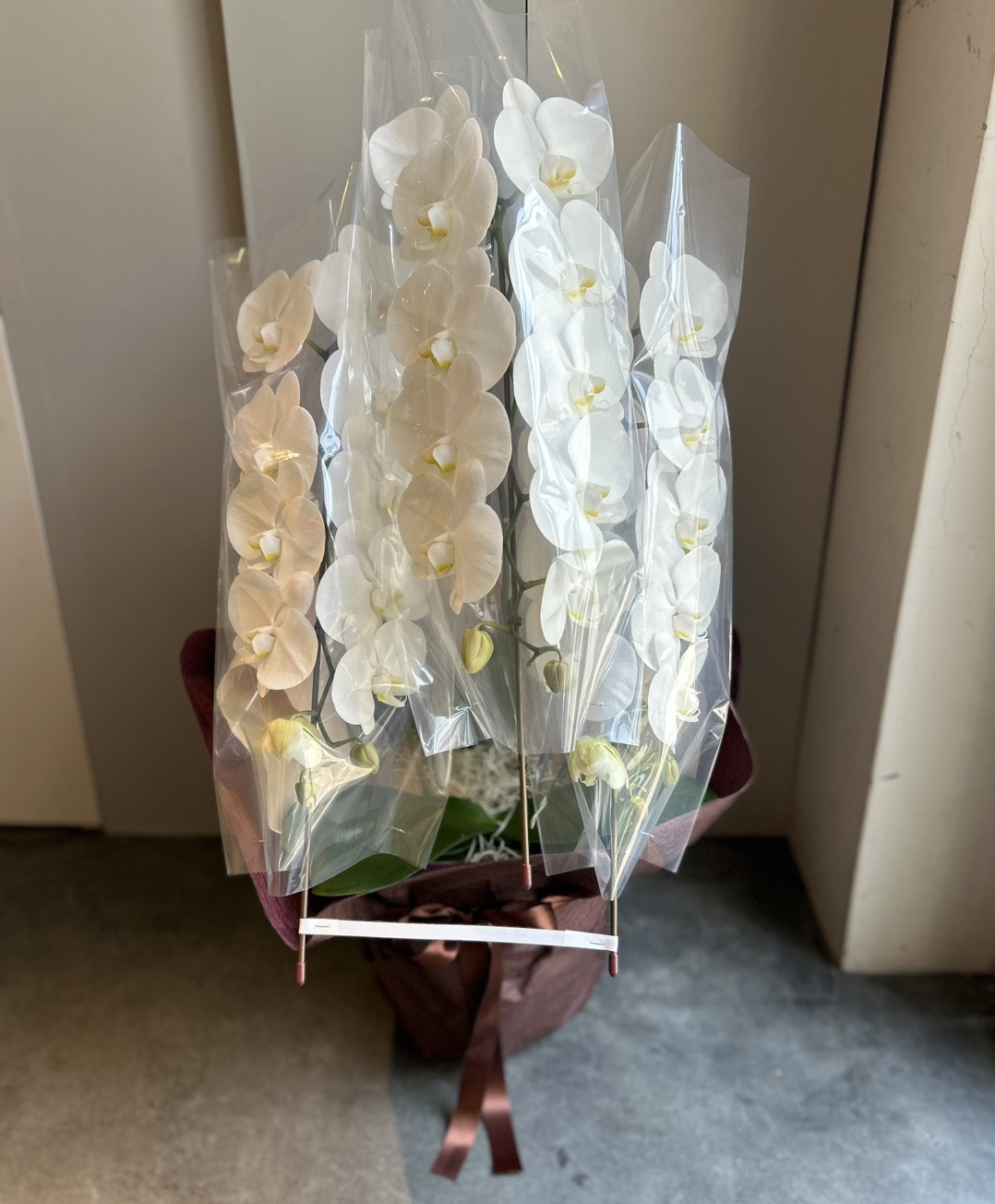 胡蝶蘭〈Mサイズ〉