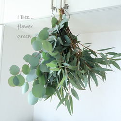 再販特価！フレッシュユーカリポポラス カット枝 ドライフラワー I Bee