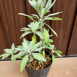 バンクシア　グランディス　鉢植え　苗　ワイルドフラワー　ドライガーデン バンクシア グランディス 鉢植え 苗 ワイルドフラワー ドライ