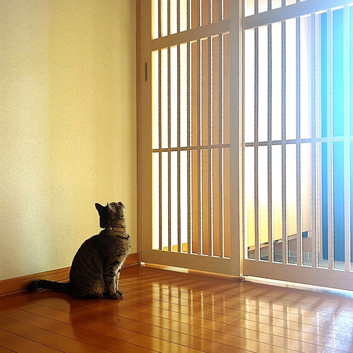 こんちゃん 850×300 脱走対策 パール付きフリル装飾ニットカーディカン