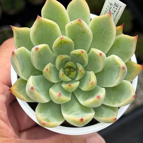 レア品種！【現品】 ☆謎エケ×チワワエンシス2 多肉植物 自家繁殖 国産