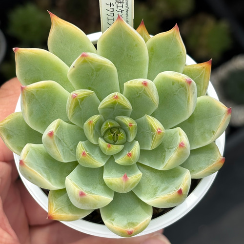 レア品種！【現品】 ☆謎エケ×チワワエンシス2 多肉植物 自家繁殖 国産