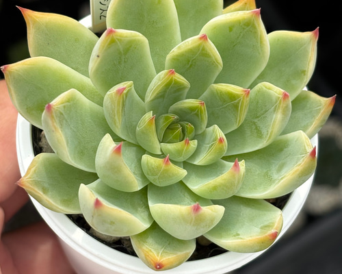 レア品種！【現品】 ☆謎エケ×チワワエンシス2 多肉植物 自家繁殖 国産