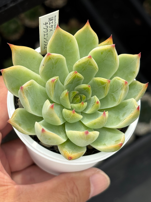 レア品種！【現品】 ☆謎エケ×チワワエンシス2 多肉植物 自家繁殖 国産