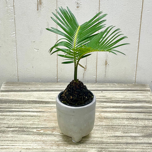 ミニソテツ｜ぷっくり幹が可愛い南国ムードの観葉植物｜脚付きセメント
