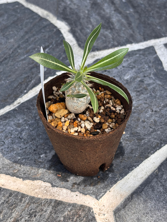 塊根植物 キョウチクトウ科 パキポディウム デンシフローラム その他