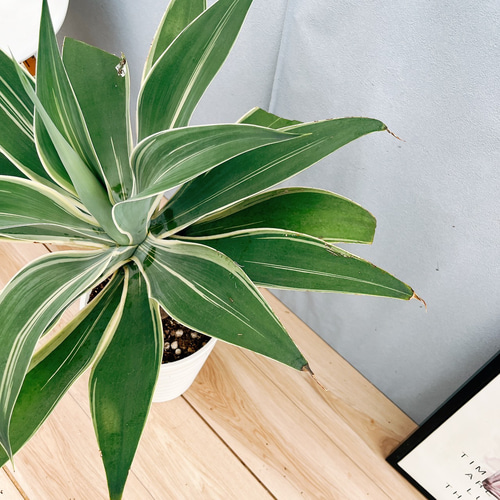 現品］【希少】☆おすすめ☆ 8番 アガベ アテナータ 斑入り レイオブ