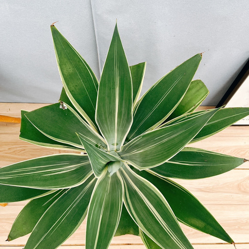 現品］【希少】☆おすすめ☆ 8番 アガベ アテナータ 斑入り レイオブ