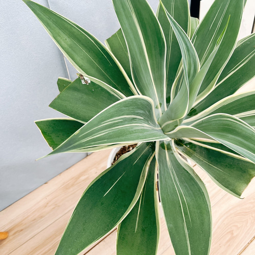 現品］【希少】☆おすすめ☆ 8番 アガベ アテナータ 斑入り レイオブ