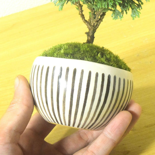 POTOCO 姫サワラ 椹 個性的 観葉植物 陶器鉢 盆栽 豆盆栽 小品
