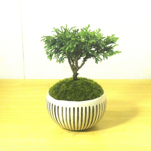 サバの実紋の六方鉢盆栽 工芸品 美術品 置物 サバの実紋の六方鉢盆栽 工芸品 美術品 置物