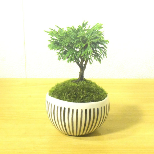 POTOCO 姫サワラ 椹 個性的 観葉植物 陶器鉢 盆栽 豆盆栽 小品