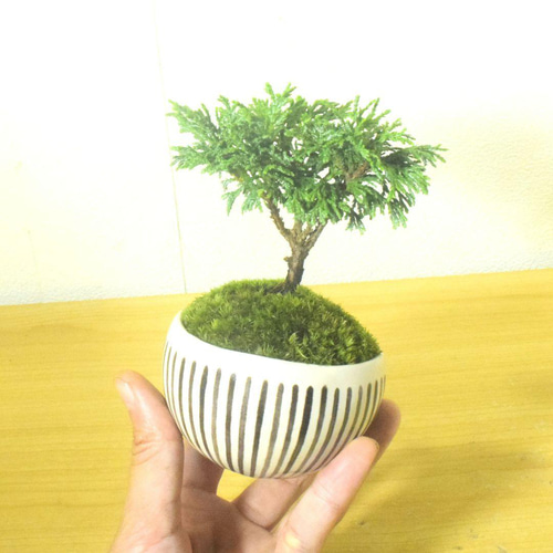 中国式陶器 植木鉢 緑盆栽 盆栽鉢 植木鉢 小品盆栽鉢 大品盆栽鉢 盆栽鉢 「広東色小鉢」 植木鉢 中国鉢 色小鉢 4号 11.5cm 小品