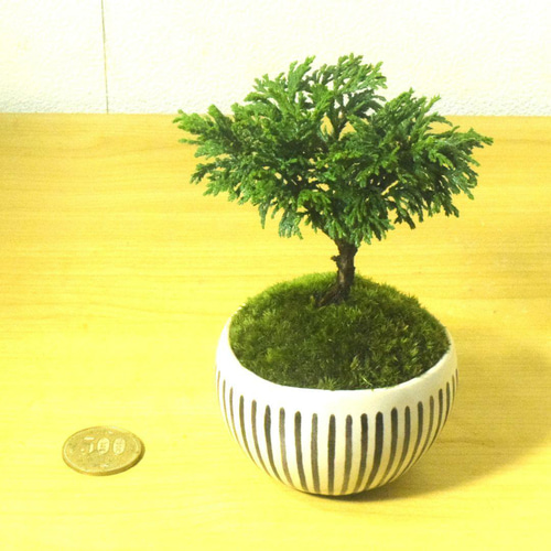 POTOCO 姫サワラ 椹 個性的 観葉植物 陶器鉢 盆栽 豆盆栽 小品