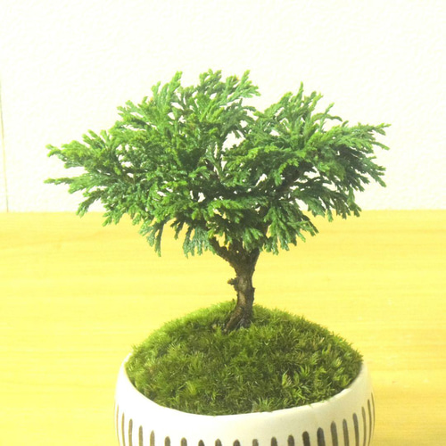 椹（サワラ）盆栽 SS002 サワラ – 盆栽妙 本店